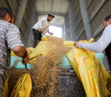 شعبة الدواجن: استمرار طرح الذرة في البورصة السلعية سيساهم في تراجع الأسعار